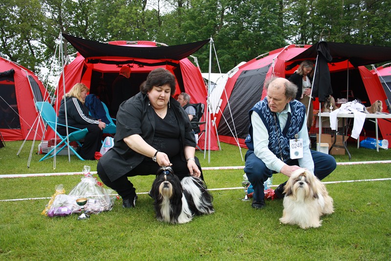 Shih Tzu danmark